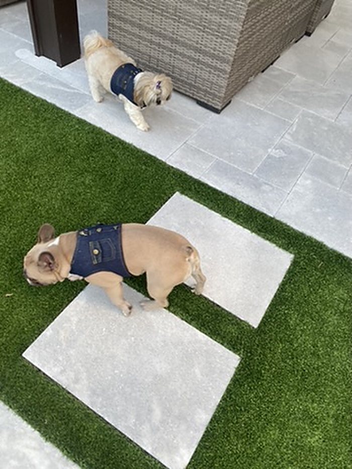 Classic Denim Dog Vest photo 3