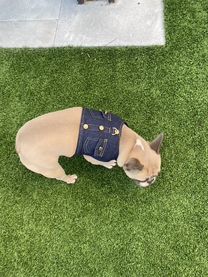 Classic Denim Dog Vest photo 5