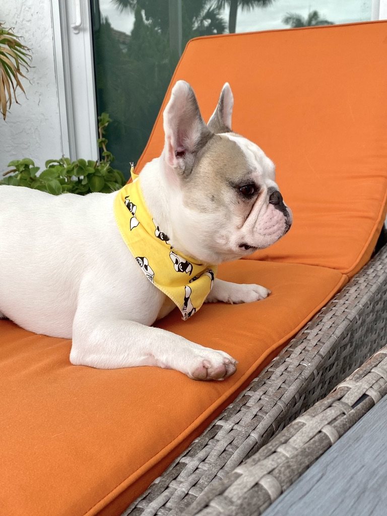 Happy Pup Dog Bandana