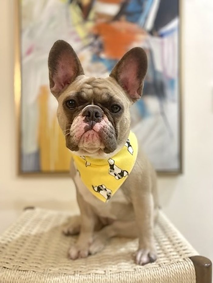 Happy Pup Dog Bandana photo 2