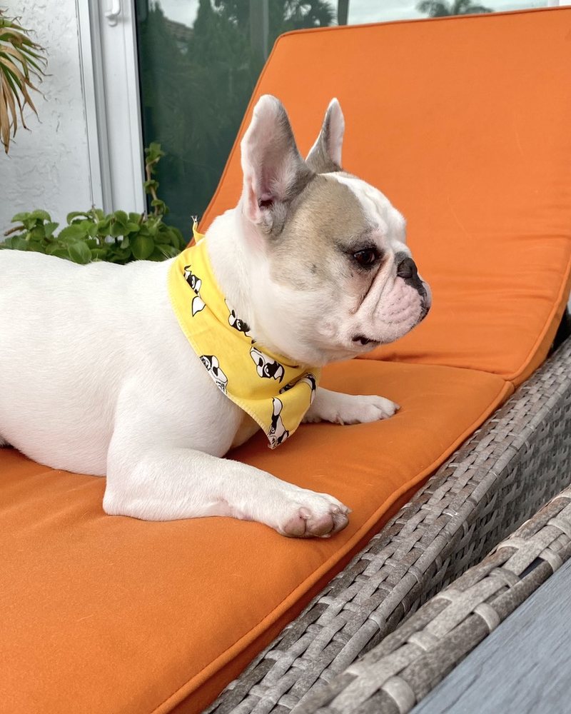 Happy Pup Dog Bandana