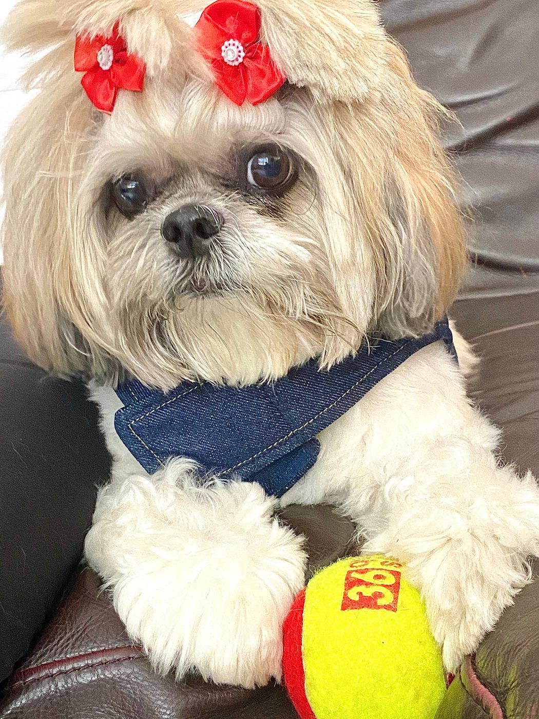 Shih tzu with red bows wearing the denim vest