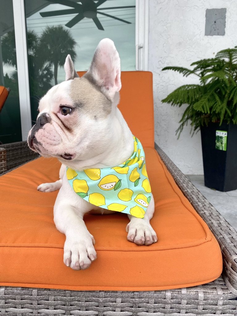 Lemon Drop Dog Bandana