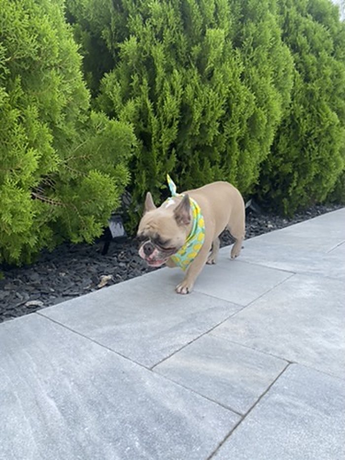 Lemon Drop Dog Bandana photo 4