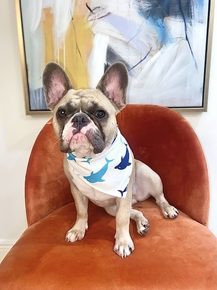 Ocean Breeze Dolphin Dog Bandana photo 2