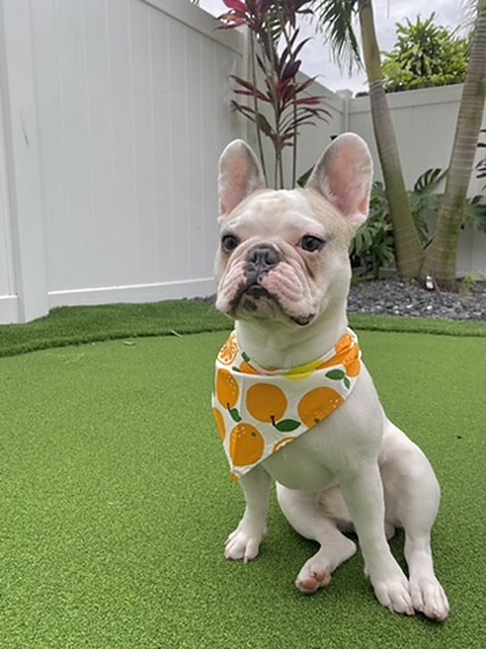 Orange Grove Dog Bandana
