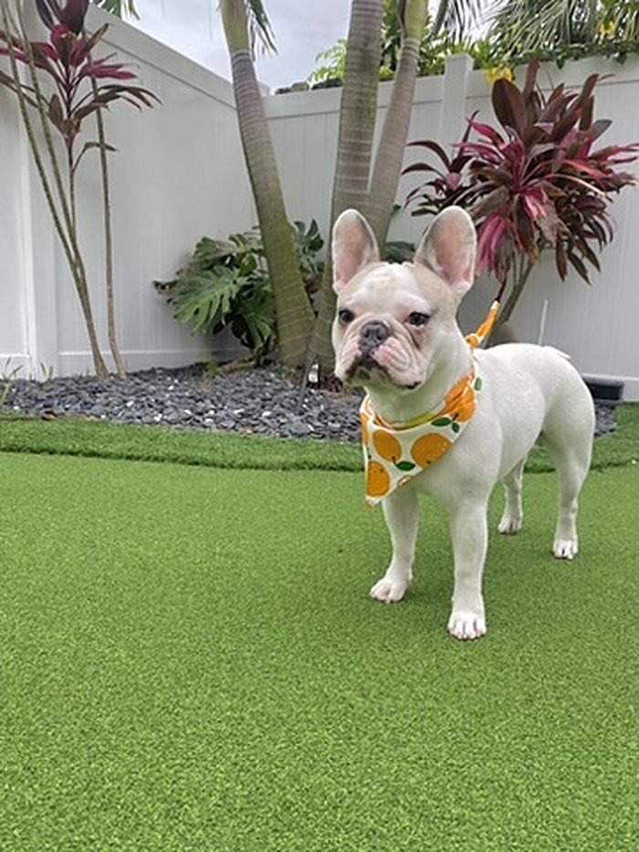Orange Grove Dog Bandana photo 3