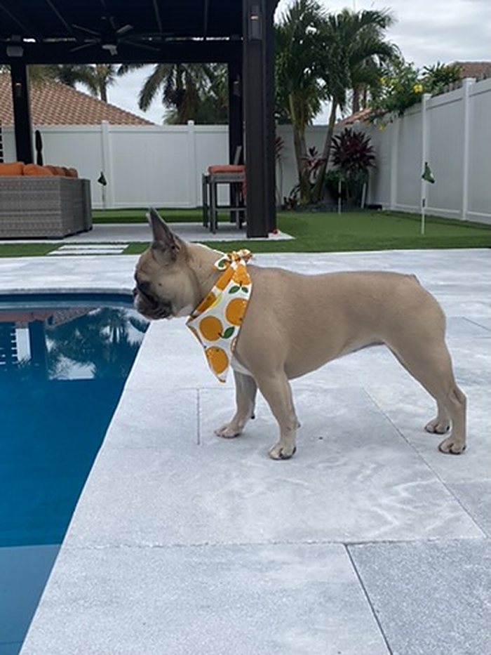 Orange Grove Dog Bandana photo 4