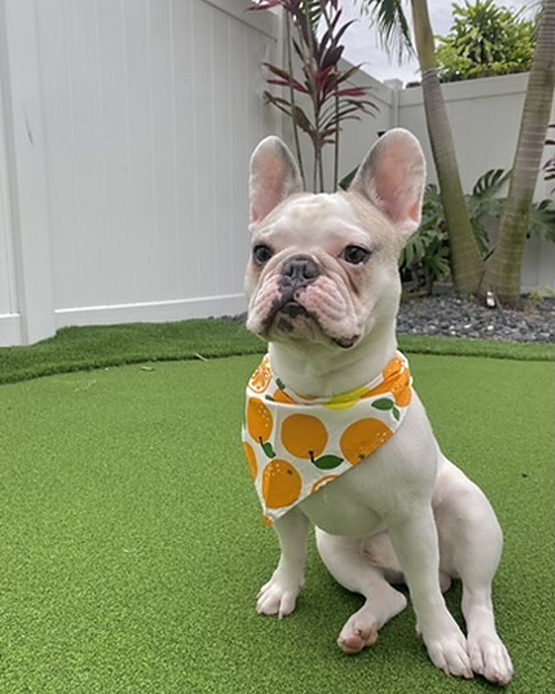 Orange Grove Dog Bandana