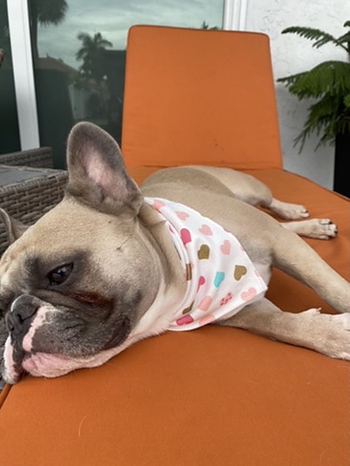 Sweetheart Dog Bandana photo 2