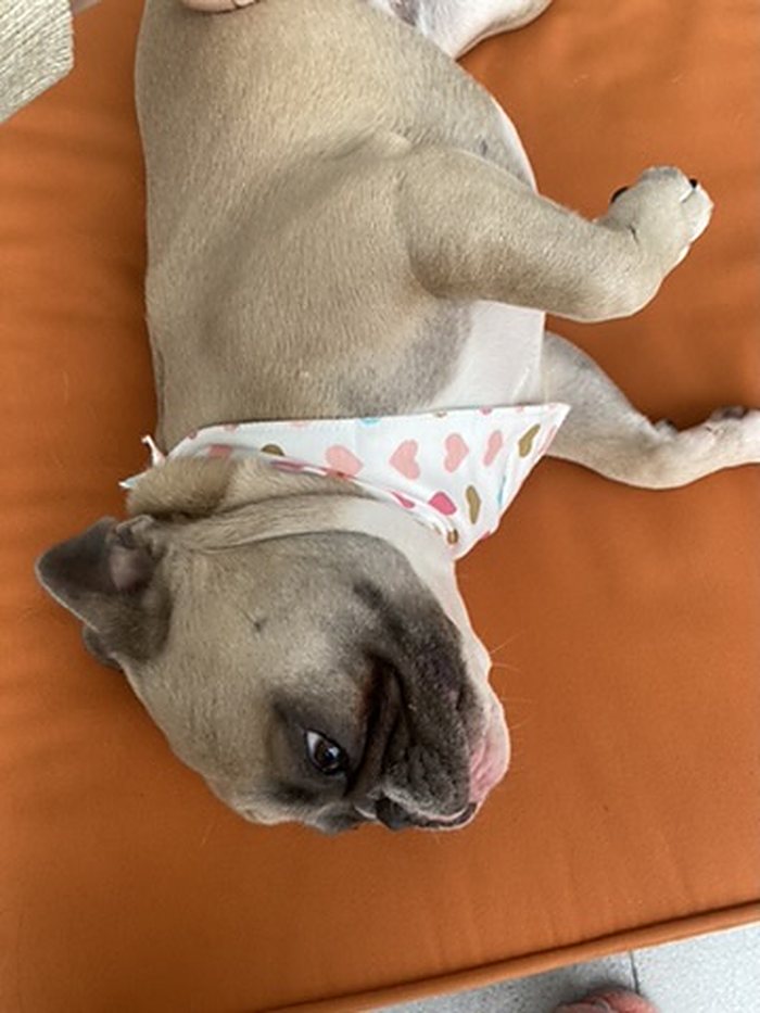 Sweetheart Dog Bandana photo 3